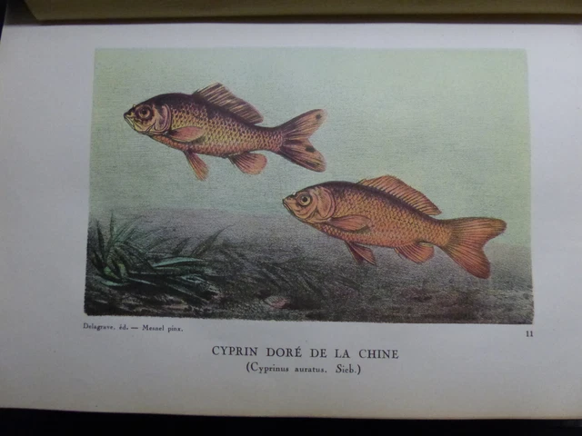 Livre Ancien La Pêche Et Les Poissons Par Henri De La Blanchère - édition Originale 1868 - Relié