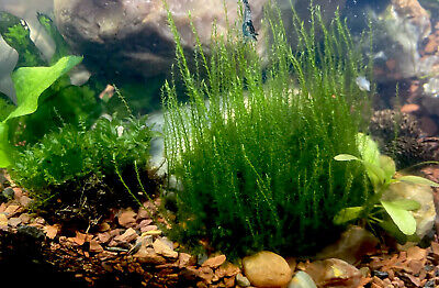 *BUY 2 GET 3 FREE* Java Moss Taxiphyllum Barbieri Easy Live Aquarium Plant ✅ Yes