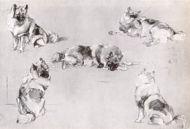 DOG Keeshond Wolfspitz Dogs Sketched Views, Beautiful Art Print 1930s