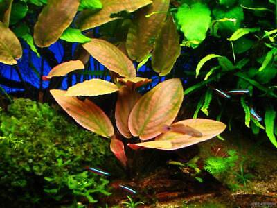 Lagenandra  Meeboldii Red - Submerged Grown Live Aquarium Plant