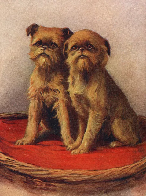 Brussels Griffon Charming Dog Greetings Note Card Two Beautiful Dogs On Cushion