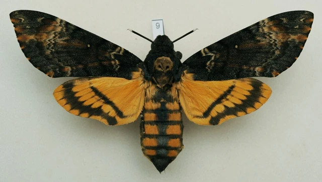 Acherontia atropos - Death's-head Hawk-moth - #9 - wingspan 124 mm - female