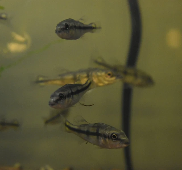 Live Kelberi Spider Peacock Bass Cichlid (2" Young Aquarium Fish) PLS READ DESCR