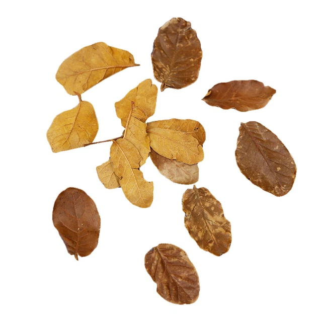 Materiale vegetale naturale vintage foglie secche foglie essiccate foglie pressate oggetti di scena artificiali