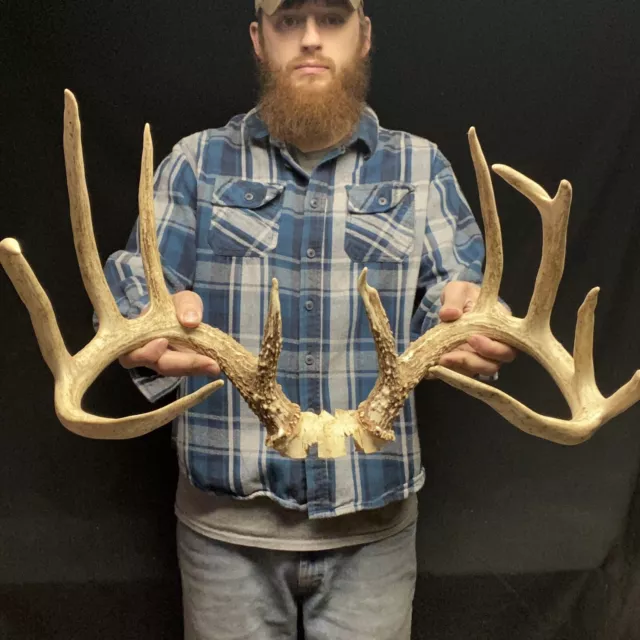 150” WILD Giant 12 Point Whitetail Deer RACK ANTLERS Skull European Taxidermy