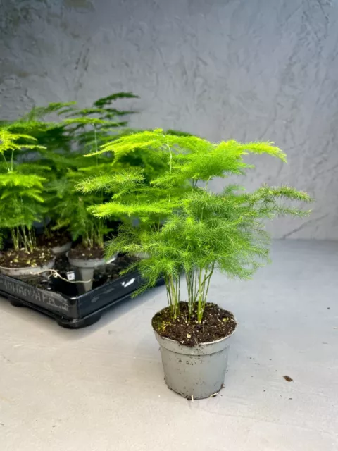 ASPARAGUS FERN | Asparagus Setaceus 6cm Pot | Perfect House Plant | Baby Plants