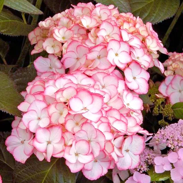 Hydrangea macrophylla Sabrina - Hydrangea - Plant in 12 cm Pot