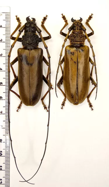 Cerambycidae Nadezhdiella fulvopubens,A1/A1- pair, 60.5mm/58.5mm Vietnam*