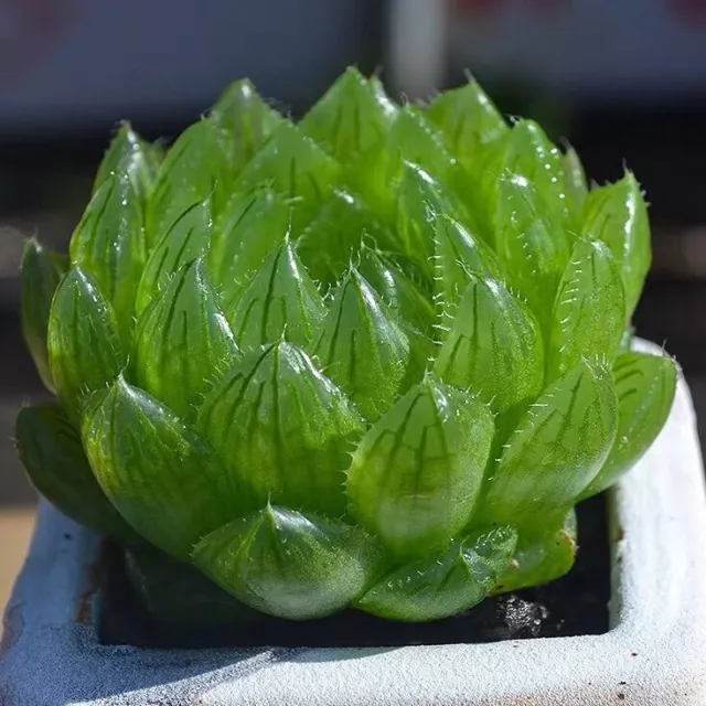 5CM Succulent Live Plant Haworthia Cooperi var. Picturata Liliaceae Home Garden