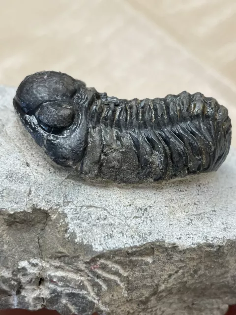 Trilobite Phacops Middle Devonian