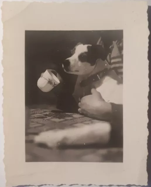 Photo Ancienne Vintage Snapshot Chien À Table Café Cute Dog At The Table Coffee