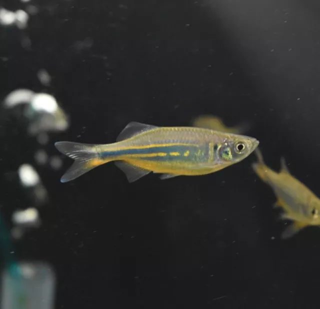 Live Giant Danio (Pack of 5 Freshwater Aquarium Fish) *PLS READ DESCR*