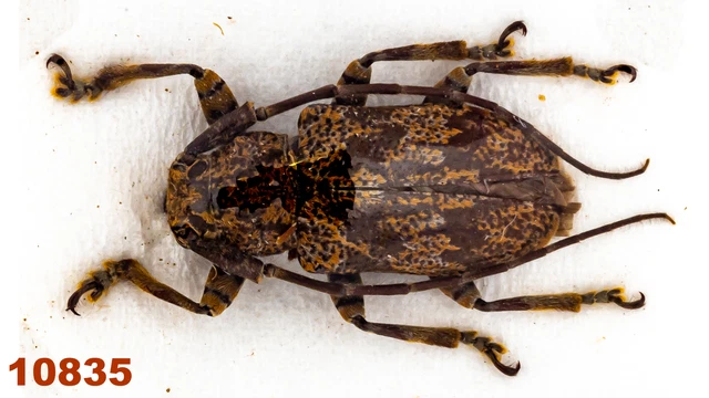 Cerambycidae: Lamiinae sp.  A2, 14,5 mm, 1 pc