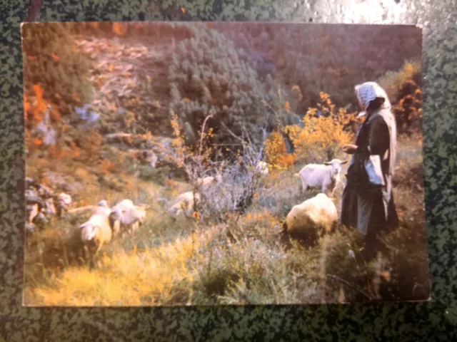 BERGERE DE HAUTE MONTAGNE PYRENEES 1967   carte postale postcard
