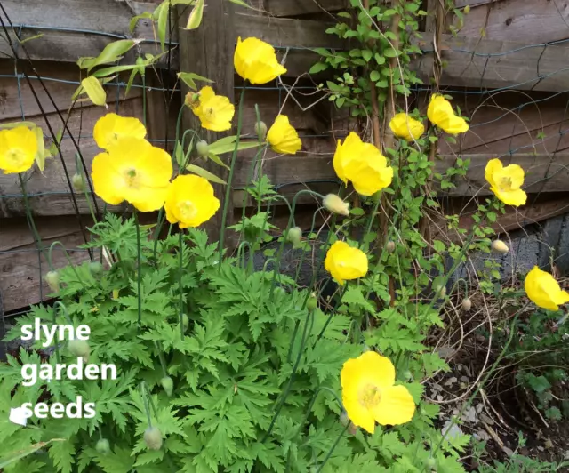 Welsh Poppy native  British wild flower seeds perennial yellow orange mix