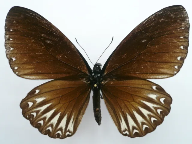 Papilio (Chilasa) Paradoxa Aparadoxa Female From Mt. Halimun, Java ++Rare++