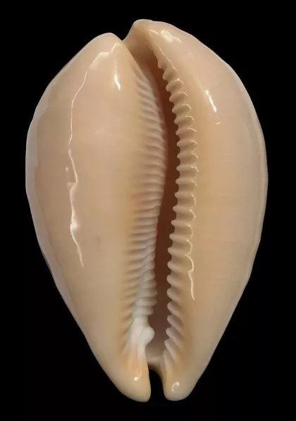 Conchiglia Shell CYPRAEA BRODERIPII S.Africa 85,6 mm # LIVE COLLECTED 2
