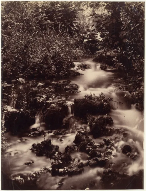 Photo Anonyme Albuminé Etude de Sous Bois Vers 1870/80