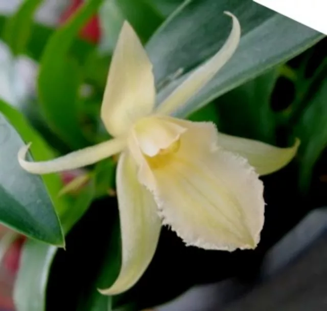 OoN Coelogyne fimbriata 'Alba' species orchid (100mm Pot)