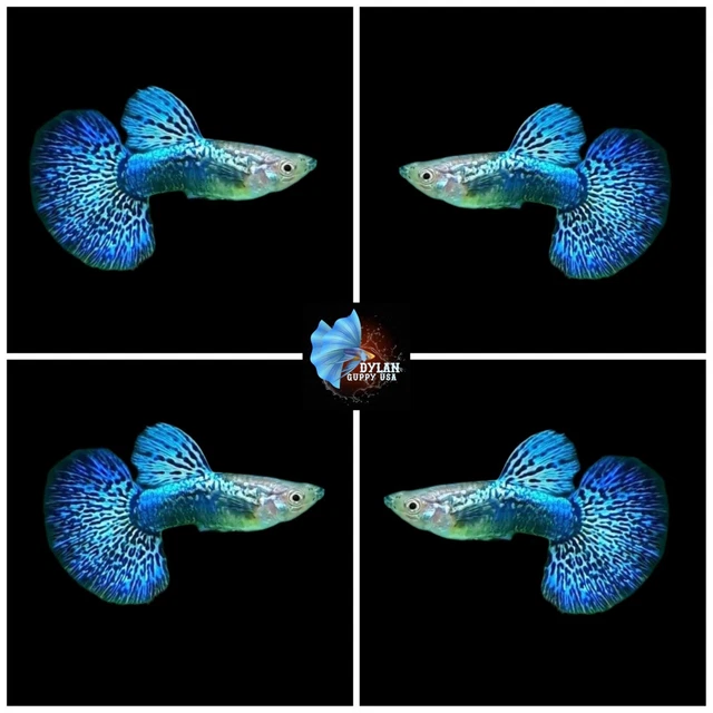 1 Pair - Live Aquarium Guppy Fish High Quality - Blue Dragon Indo - USA SELLER