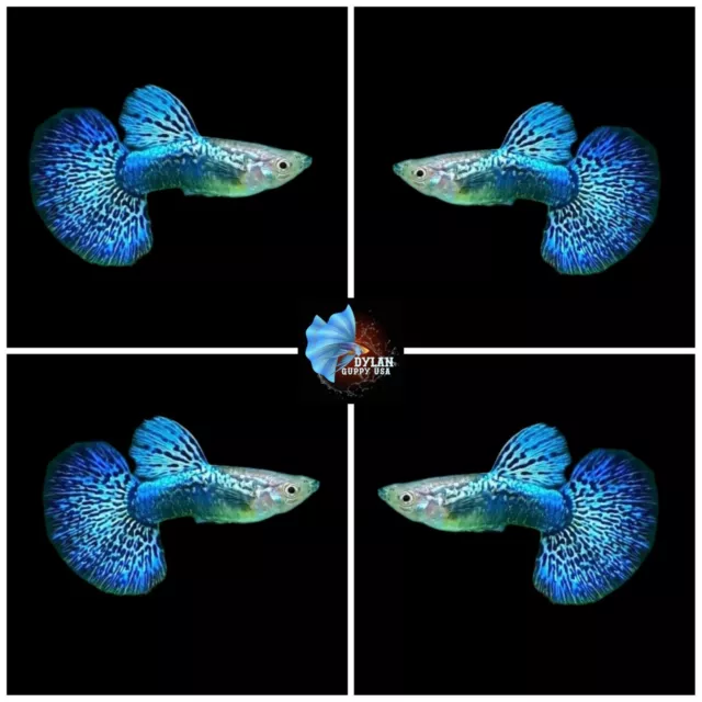 1 Trio - Live Aquarium Guppy Fish High Quality - Blue Dragon Indo - USA SELLER