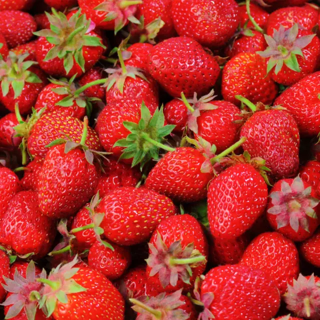 Strawberry 'Elsanta' Bare Root High Yield Mid Season Fruit Bush Garden Plants