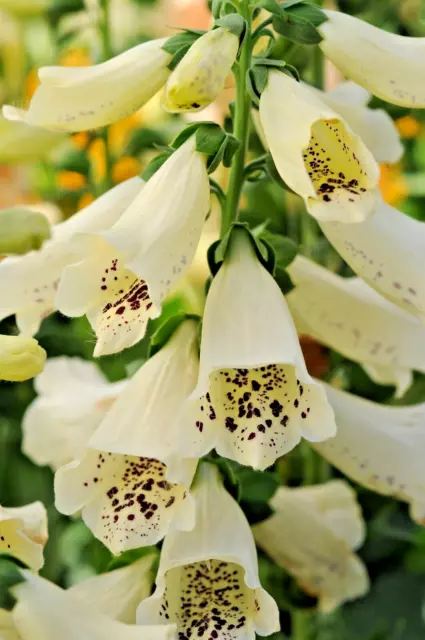 Digitalis Dalmatian Cream Herbaceous Cottage Perennial in 9cm Pot