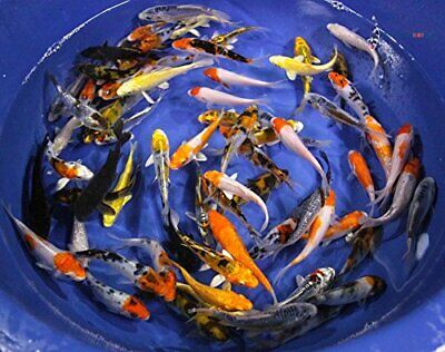 KOI FISH Live Fish Assorted Standard Fin *FREE Expedited Shipping*