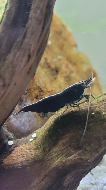 10 +1 Black Rose Shrimp High Grade Live Freshwater Dwarf Neocaridina. USA BREED