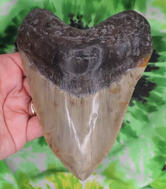 Megalodon Sharks Tooth 6" inch MASSIVE! fossil sharks teeth tooth