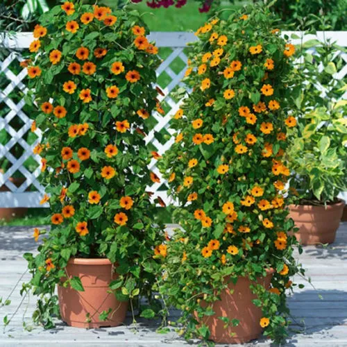 Thunbergia Alata Mix (25 Seeds) Black Eyed Susan Vine