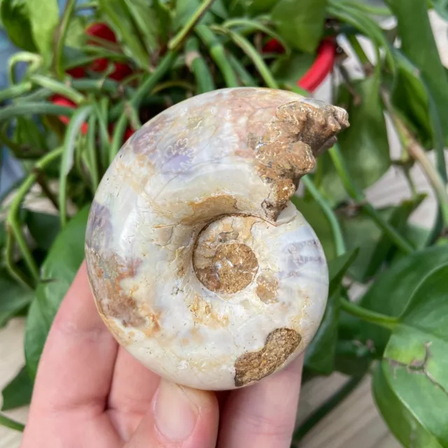 170g Natural Rare Conch Ammonite Fossil Quartz Crystal Specimen Reiki Healing