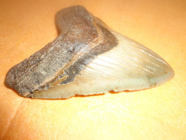 Megalodon Shark Tooth Fossil 5.50 Inches  - No Repairs