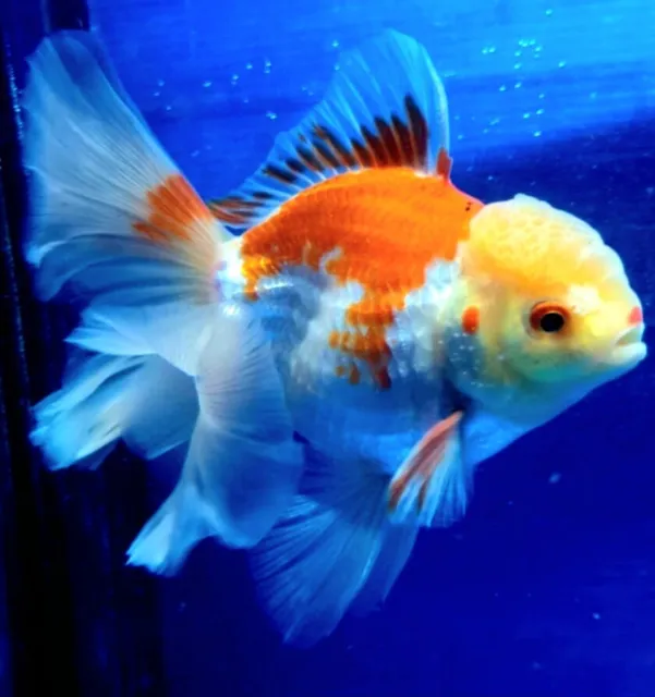 Live Fancy Young Premium Oranda Goldfish Red and White 2"-Ready to Ship in USA