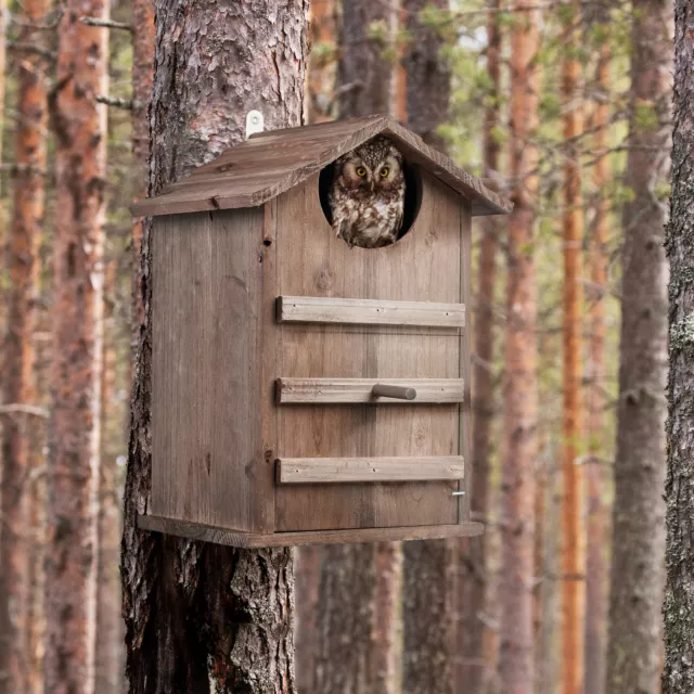 Eulen Nistkasten Vogelhäuschen Eulenhaus Nisthaus Eulenkasten Vogelhaus Holz 2