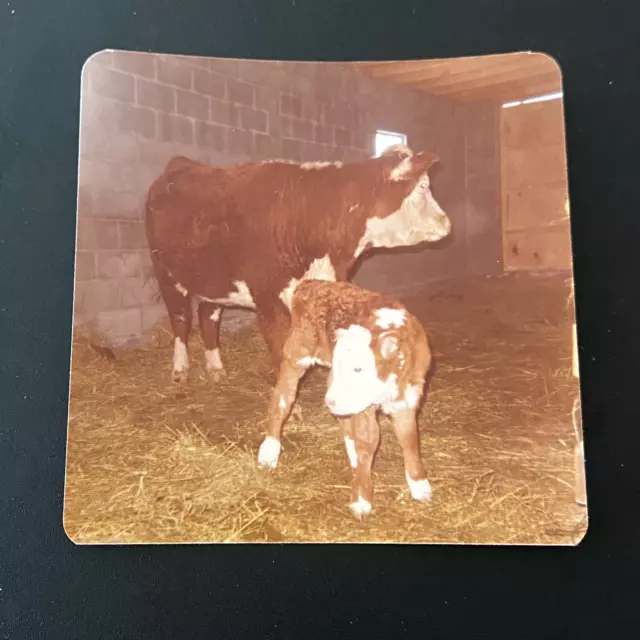 VTG Snapshot Photo of Baby Calf Cow with Mother Farm Ranch