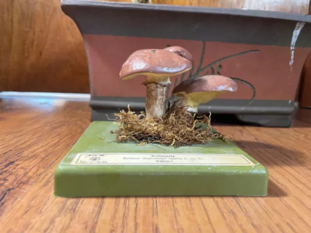 Vintage SOMSO SLIPPERY JACK  MUSHROOMS educational model edible fungus