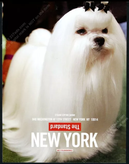 2007 Maltese show dog photo The Standard Hotel NYC vintage print ad