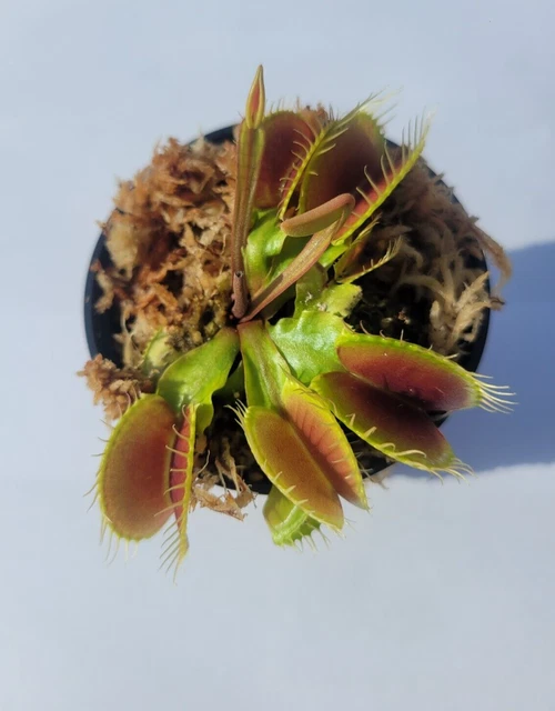 LARGE SIZED BIG Mouth Venus Flytrap (Fly Trap Carnivorous Plants) 3