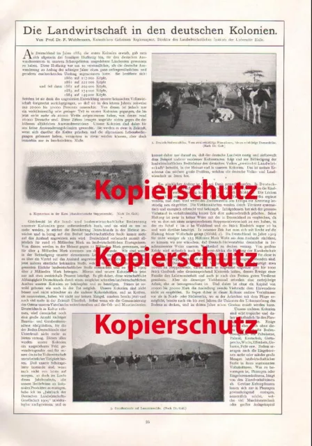 Landwirtschaft in den deutschen Kolonien Fachbeitrag aus dem Jahre 1911