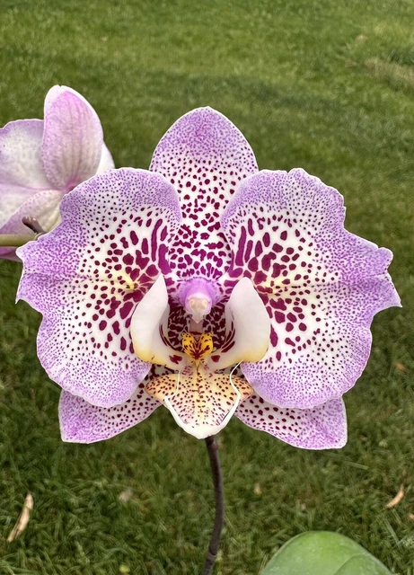 Orchid Phalaenopsis Phal Sogo Diamond 'HLW'. Mericlone. First Blooming Size