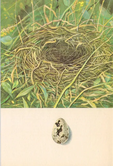 Corn Bunting Bird Eggs and Nest Print Picture Small Vintage 1971 EGG#215