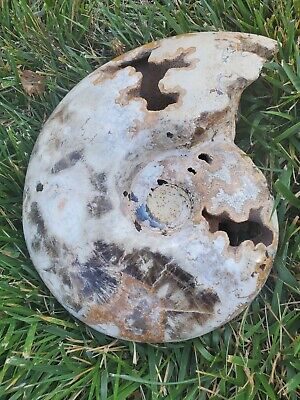 Puzosia Ammonite Cretaceous Fossil from Morocco 8.61 Lbs
