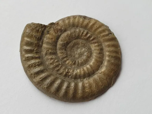 Gesägtes Vermiceras scylla - Lias alpha - Balingen (BW) - Ammonit -alte Sammlung