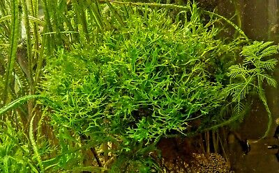 Lace Java Fern Microsorum Windelov Live Aquarium Plants BUY 2 GET 1 FREE ✅