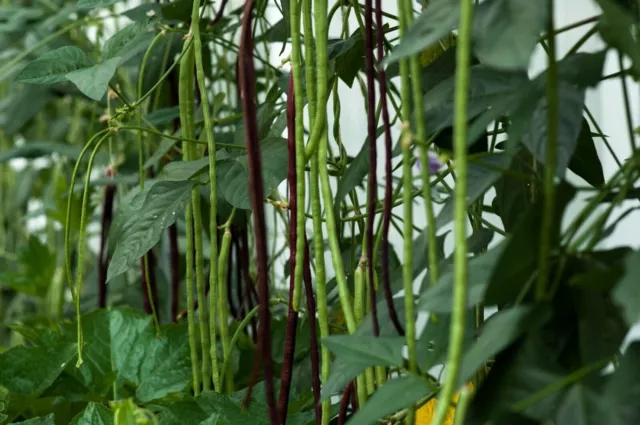 Bean Green Yard Long 50 Graines (Graines Chinois Pole Bean, Snake Bean)