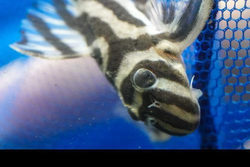 L173 Pleco