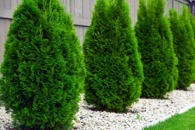 Wunderschöne Smaragd Thuja (Lebensbaum) für Ihre Hecke - 100cm - Jetzt kaufen!