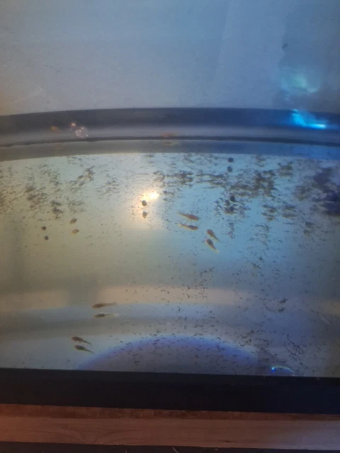 Albino  Bristlenose Plecos