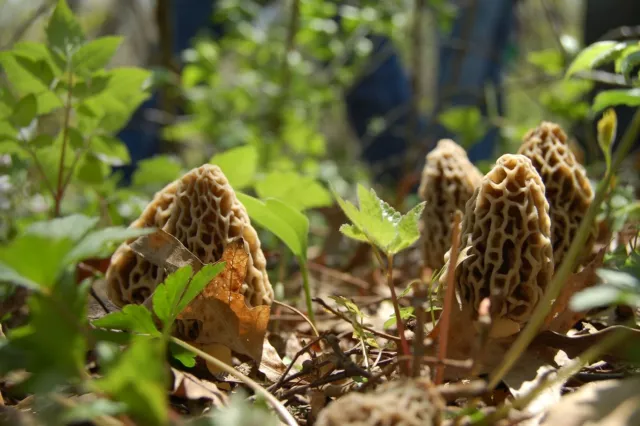 Culture Mycélium de MORILLES.